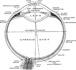 The right eye in horizontal section.
