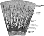 A portion of the corona ciliaris magnified. The ciliary processes and the ciliary folds.