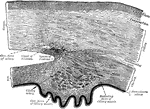 Section of the eye, showing the relations of the cornea, sclera, and iris, together with the Ciliary muscle and the cavernous spaces near the angle of the anterior chamber.