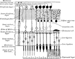 Plan of the retinal neurons.