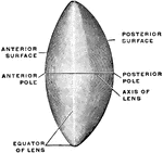 Terms used in the orientation of the lens.