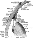The upper half of a sagittal section through the front of the eyeball.
