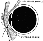 Sagittal section of the eye, showing superior and inferior fornices of the conjuctiva.