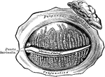 The Meibomian glands, ect., seen from the inner surface of the eyelids.