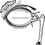 The lacrimal apparatus consists of the lacrimal gland, which secretes the tears, and its excretory ducts, which convey fluid to the surface of the eye. This fluid is carried away by the lacrimal canals into the lacrimal sac, and along the nasal duct into the cavity of the nose.