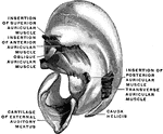 The cartilage of the right pinna, isolated, with muscles, viewed from the inside.