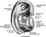 The right ear cartilage, isolated, viewed from without.