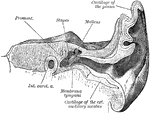 Transverse section of external auditory canal and tympanum. Left side.