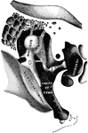 Chain of ossicles and their ligaments, seen from the front in a vertical transverse section of the tympanum.