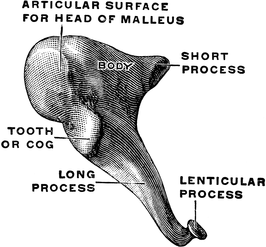 Medial And Front View Of The Incus ClipArt ETC