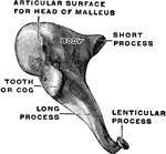 Medial and front view of the right incus.