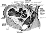 Vertical section through the right cochlea, medial portion, viewed from the lateral side.