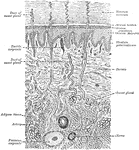 Diagrammatic section of the skin.