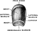 The fingernail completely isolated, seen from the convex side.