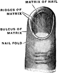 The matrix of a nail or nail bed, with the nail fold and nail walls displayed by the removal of the epidermic portion of the nail or nail proper and the surrounding epidermis.