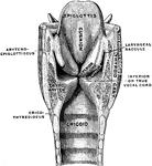Coronal section of the larynx, rear view of front half.