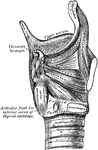 Muscles of the larynx. Side view. Right ala of thyroid cartilage removed.