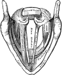 Interior of the larynx, seen from above.
