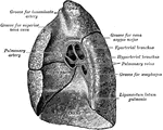 Mediastinal surface of right lung.