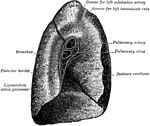Mediastinal surface of left lung.