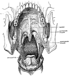 Antero-inferior surface of the soft palate. The tongue has been removed, so that the pharyngeal isthmus is distinctly seen.