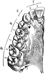 Right half of upper jaw (from below), with the corresponding teeth. The letters and numbers point to the classes of teeth and the numbers in classes.