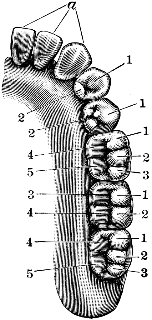 Lower Jaw with Teeth | ClipArt ETC