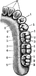 Right half of lower jaw, with the corresponding teeth. The letters and numbers point to the various cusps or their modifications on the different teeth.