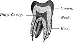 Vertical section of a molar tooth.