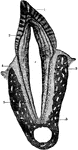 Vertical section of a tooth in situ. Labels: c, pulp cavity; 1, enamel with radial and concentric markings; 2, dentin with tubules and incremental lines; 3, cementum or crusta petrosa; 4, pericemental membrane; 5, bone of mandible.