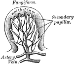 Fungiform papillae of the tongue.