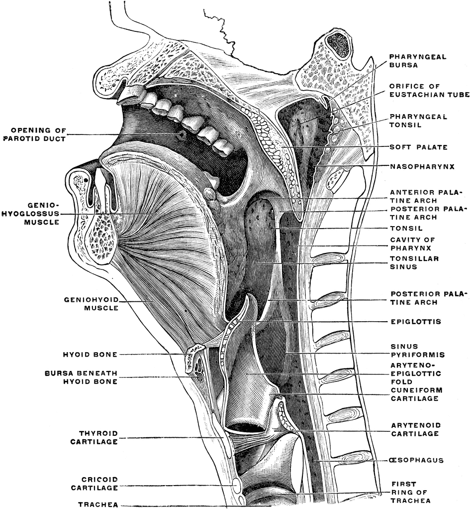 Sagittal Section of the Head and Neck | ClipArt ETC