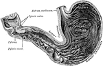 The interior of the stomach.