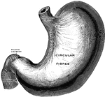 The superficial muscular layer of the stomach, viewed from above and in front.