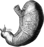 The middle and deep muscular layer of the stomach, viewed from above and in front.