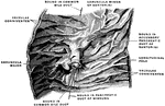 The interior of the duodenum.