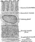 Transverse section of the wall of the large intestine.