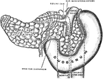 The pancreas and duodenum from behind.