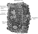 Section of human pancreas, showing pancreatic islands.