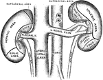 The anterior surfaces of the kidneys, showing areas of contact of neighboring viscera.