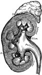 Vertical section of the kidney.