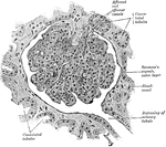 A section through the cortex of an ape's kidney. A Malpighian corpuscle, together with the beginning of the tubule, is shown.
