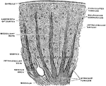 Part of a section through the cortex of the kidney in the direction of the straight tubules.