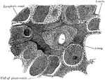 Minute structure of the thyroid. From a transverse section of the thyroid of a dog.