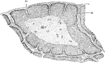 A lobule of the thymus of a child, as seen under low power. Labels: C, cortex; c, concentric corpuscles within medulla; b, blood vessels; tr, trabeculae.