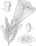 "Philesia buxifolia; 2. stigma of Lapageria rosea (Copihue); 3. its ovary cut across; 4. its ovule." -Lindley, 1853