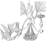 "Roxburghia gloriosoides; 1. the fruit; 2. a seed; 3. the same divided longitudinally." -Lindley, 1853