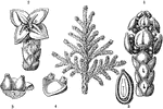 "Thuja orientalis; 1. a magnified fragment of a branch bearing a cone of male flowers; 2. a portion of a female branch; 3, 4. scales with naked ovules; 5. a vertical section of a ripe seed." -Lindley, 1853