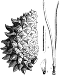 "Cone of Pinus muricata, showing the difference between the outer and inner sides of the same strobilius when the inner side is pressed against a branch. 1. A pair of leaves; 2. the end of the leaf magnified; 3, a seed, natural size." -Lindley, 1853