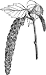 "Male and female catkins of Betula alba." -Lindley, 1853